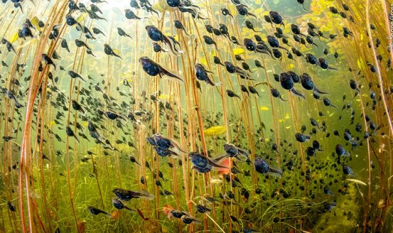 Wildlife Photographer Of The Year: Tadpoles take the top prize from almost 60,000 entries of world&#039;s greatest animal and nature pictures