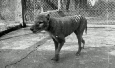 Scientists claim breakthrough to bringing back Tasmanian tiger from extinction