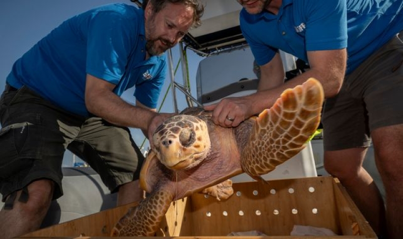 &#039;Weak&#039; turtles washed up on UK shores released back into the sea