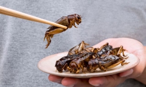 &#039;Disgust factor&#039; must be overcome if planet-friendly insect food to become mainstream