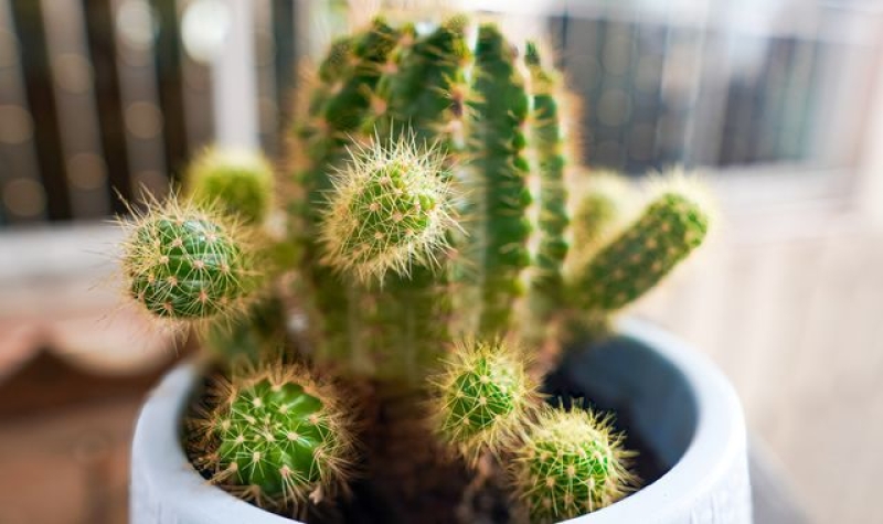 Prickly mayor bans cactus plants in buildings 