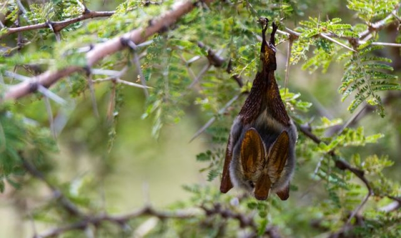 Child dies of rabies in Canada after waking up to bat in room