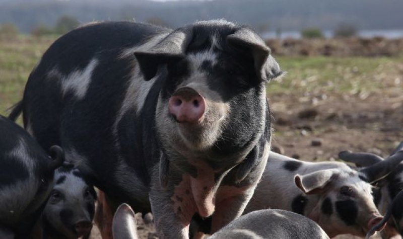 Scientists say they can use AI to understand what pigs are saying