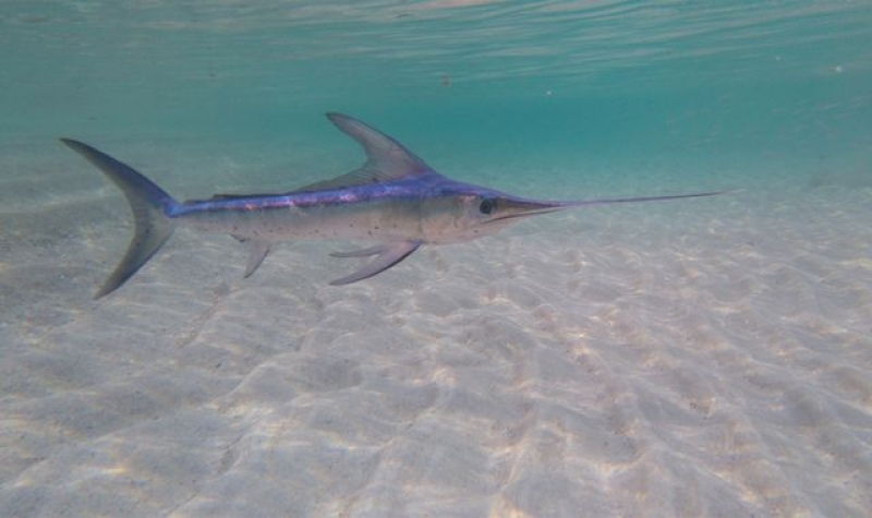 Surfer killed by swordfish in Indonesia