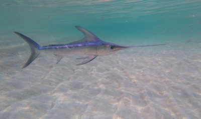 Surfer killed by swordfish in Indonesia