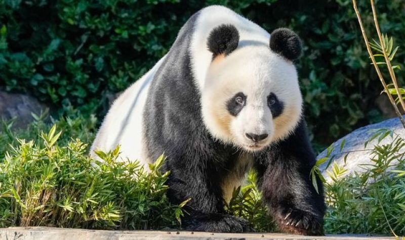 Beef bans lifted - and new pandas promised - as China and Australia repair fractious relationship