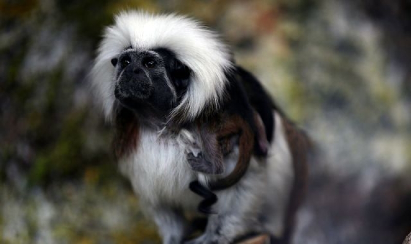 Officials uncover cause of death of nine monkeys who died in two days at Hong Kong zoo